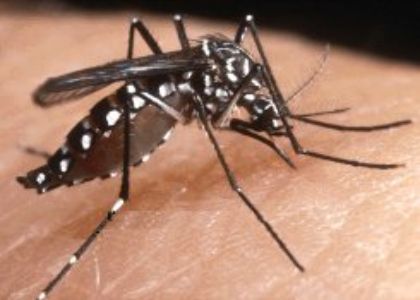 Piano comunale 2024 degli interventi per la lotta alla zanzara tigre ed altre specie nocive