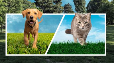 cani_gatti cani_gatti